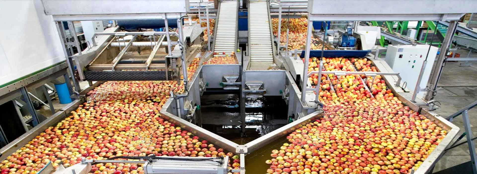 fruit and vegetable processing equipment