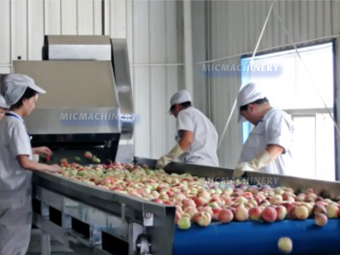 Peach Processing