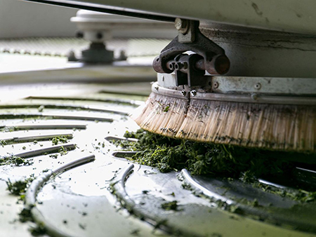  Processing tea leaves