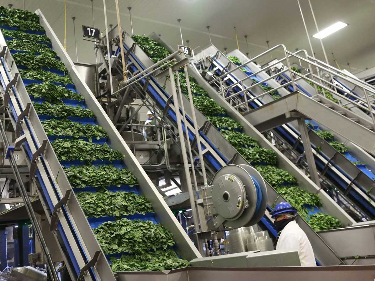 vegetable processing equipment