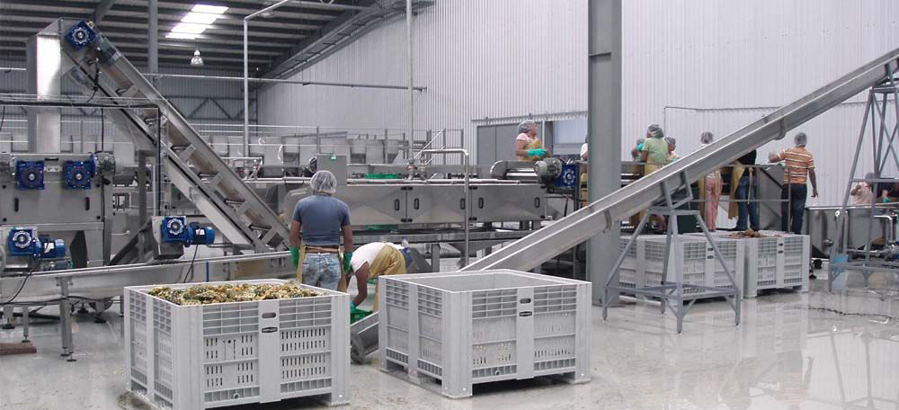 fruit and vegetable processing plant