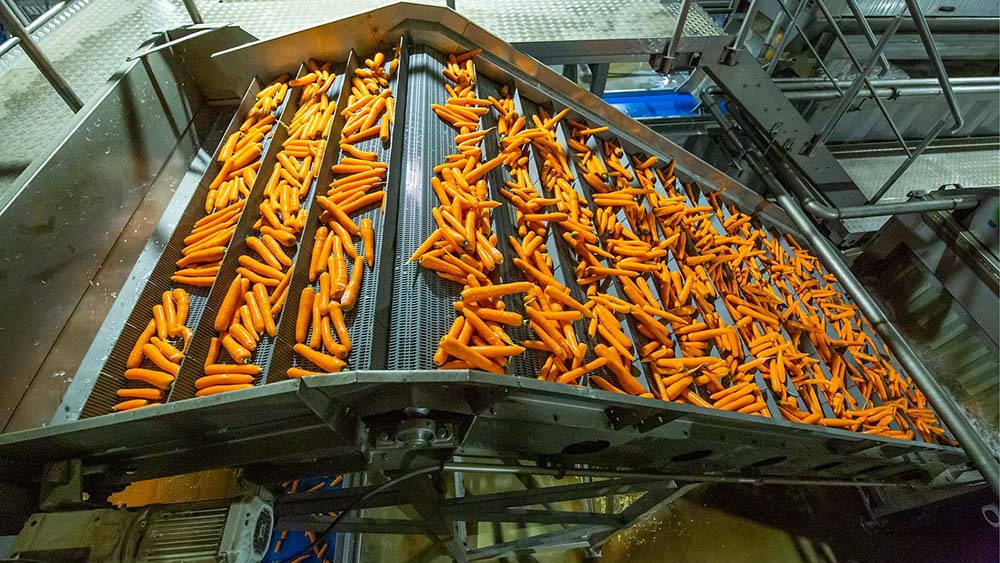 carrot processing line