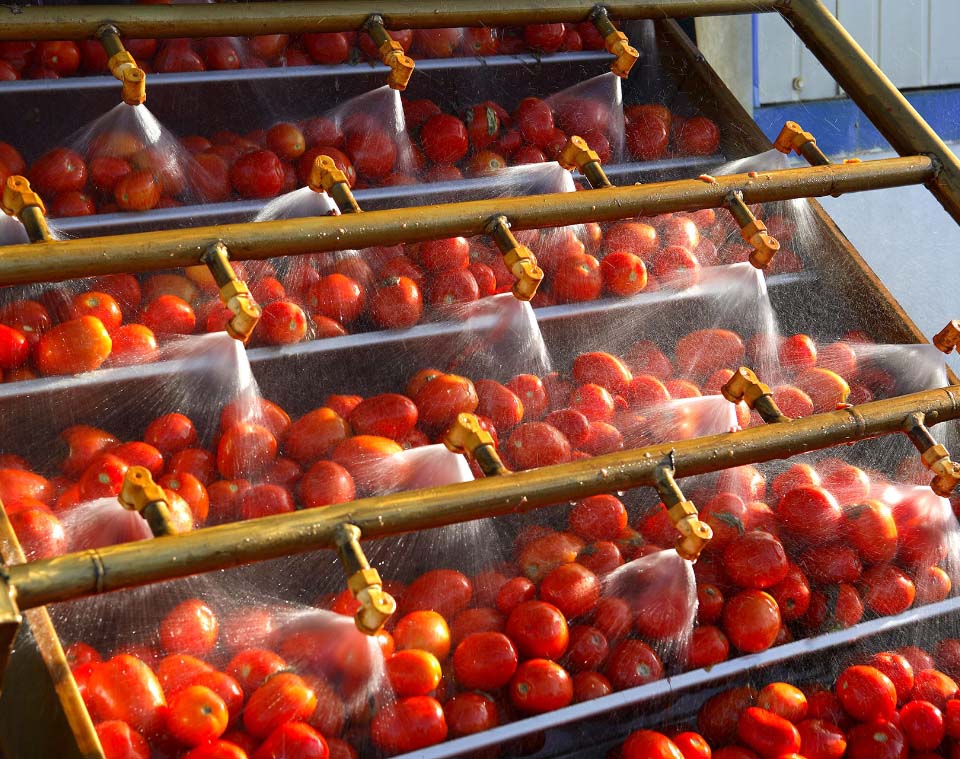 tomato processing line