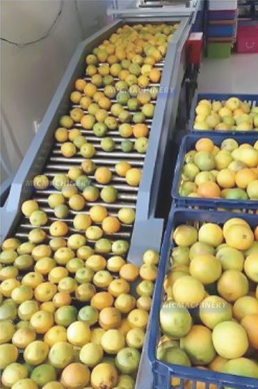 Citrus Fruit Processing Line