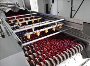 Date jujube hawthorn fruit processing line