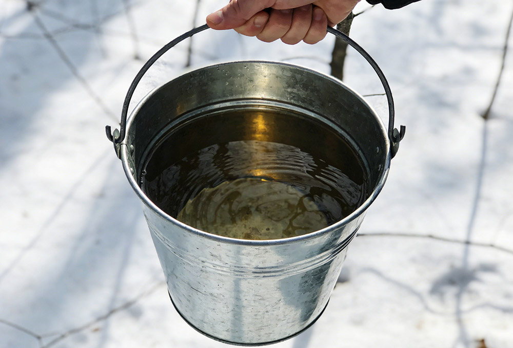 collected a bucket of maple juice