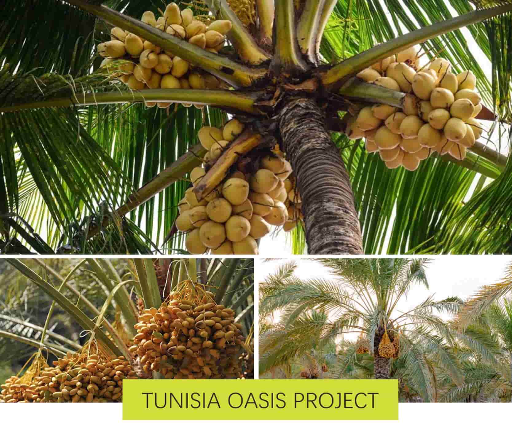 Tunisia Biomass Electric Generator Project Using Date Palm Residues